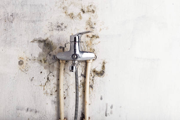 Best Best Mold Removal Companies  in Frankl, IN