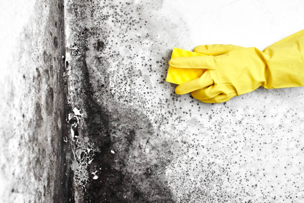 Best Crawl Space Mold Removal  in Frankl, IN