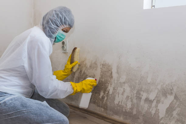 Best Black Mold Removal  in Frankl, IN