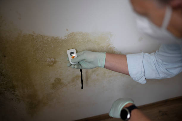 Best Residential Mold Removal  in Frankl, IN
