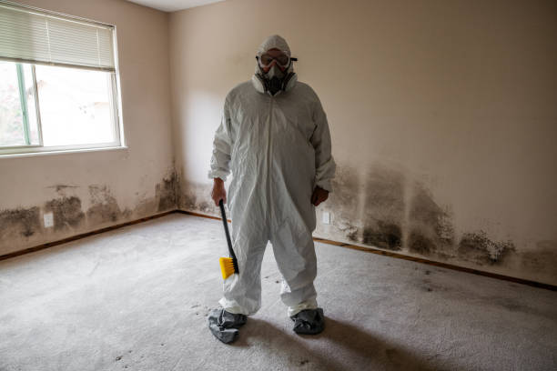 Best Attic Mold Removal  in Frankl, IN