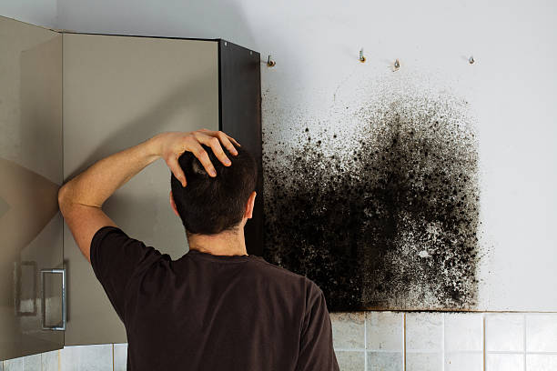 Trusted Franklin, IN Mold Removal Experts