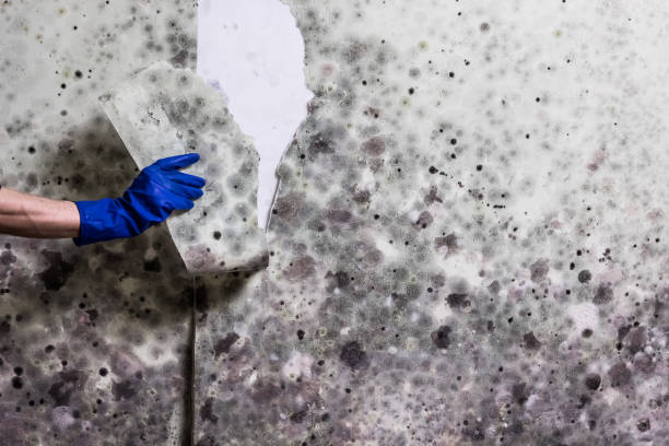 Best Fast Mold Removal  in Frankl, IN