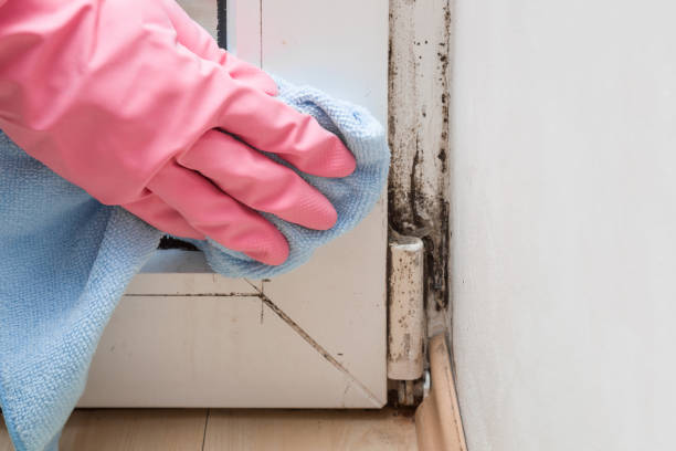 Best Mold Remediation Experts  in Frankl, IN